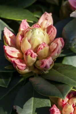 RHODODENDRON 'Golden Torch' - image 1