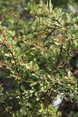 BERBERIS thunbergii 'Starburst'