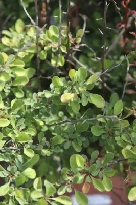 BERBERIS thunbergii 'Starburst' - image 2