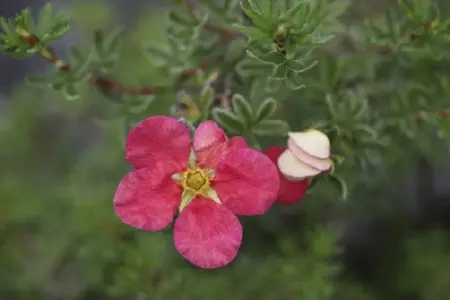 POTENTILLA fruticosa 'Danny Boy'