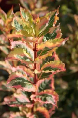 WEIGELA 'Magical Rainbow'