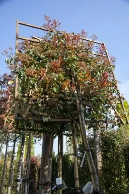 PHOTINIA x fraseri 'Red Robin' - image 1
