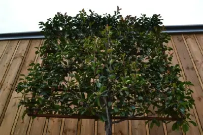 PHOTINIA x fraseri 'Red Robin' - image 2
