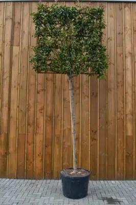 PHOTINIA x fraseri 'Red Robin' - image 3