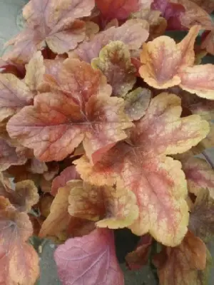 HEUCHERELLA 'Buttered Rum'