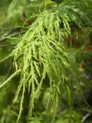 ACER palmatum 'Dissectum Viride'