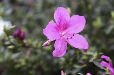 AZALEA 'Purple Splendour' - image 3