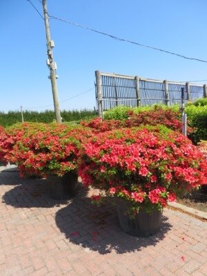 AZALEA 'Buccaneer'