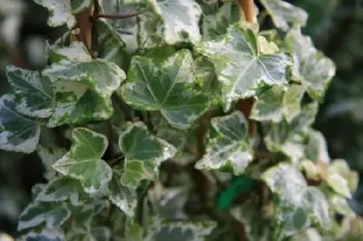 HEDERA helix 'Kolibri'