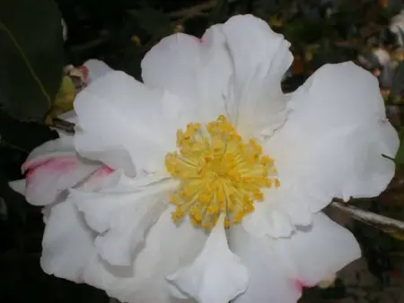 CAMELLIA sasanqua 'Hino de Gumo'