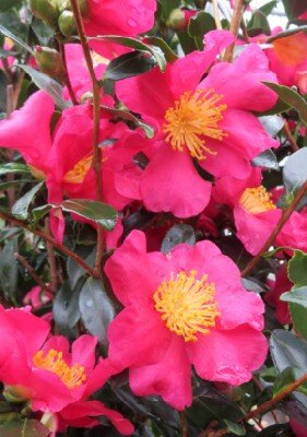 CAMELLIA sasanqua 'Hiryu'