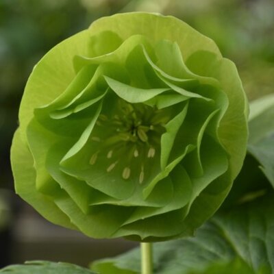 HELLEBORUS 'Magic Double Green' - image 4