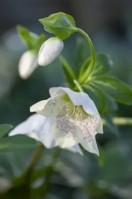 HELLEBORUS 'Magic White'