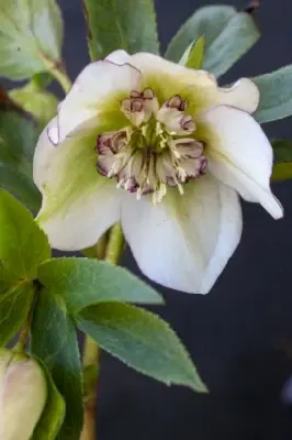 HELLEBORUS 'Magic White' - image 2