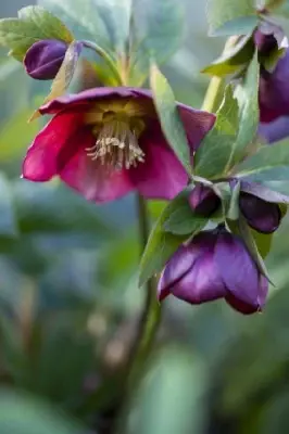 HELLEBORUS 'Magic Red' - image 1
