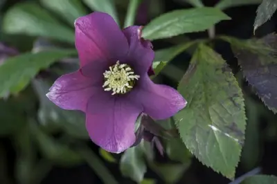 HELLEBORUS 'Magic Red' - image 2