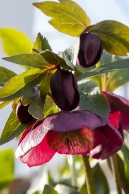 HELLEBORUS 'Magic Red' - image 3
