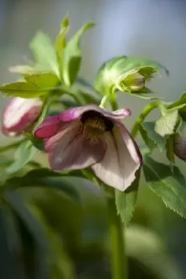 HELLEBORUS 'Magic Picotee' - image 1