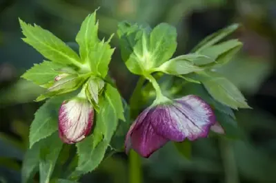 HELLEBORUS 'Magic Picotee' - image 2