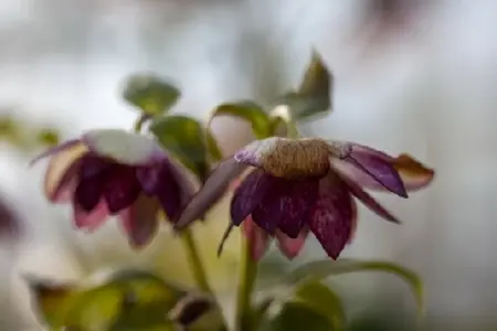 HELLEBORUS 'Magic Double Picotee' - image 1