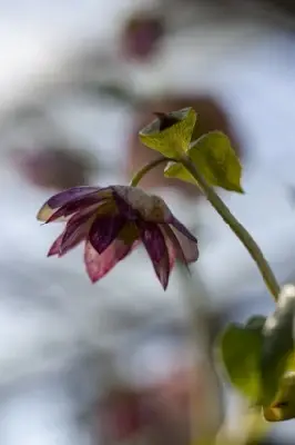 HELLEBORUS 'Magic Double Picotee' - image 2
