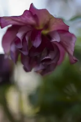 HELLEBORUS 'Magic Double Picotee' - image 3