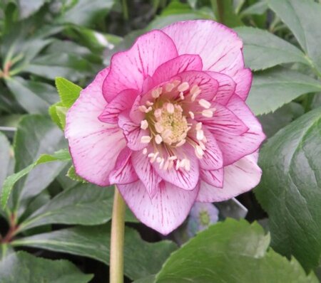 HELLEBORUS 'Magic Double Picotee' - image 3