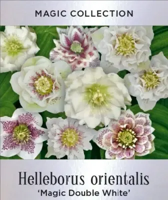 HELLEBORUS 'Magic Double White'