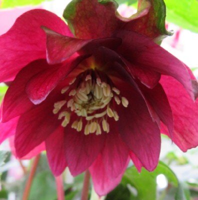 HELLEBORUS 'Magic Double Red'