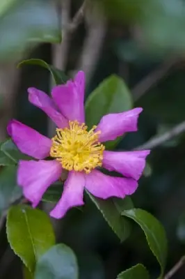 CAMELLIA sasanqua 'Cleopatra' - image 1