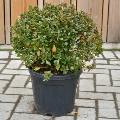 AZALEA 'Baggio'