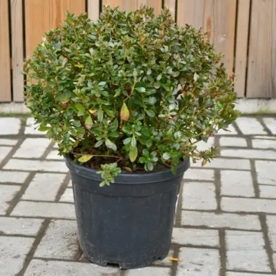 AZALEA 'Baggio'