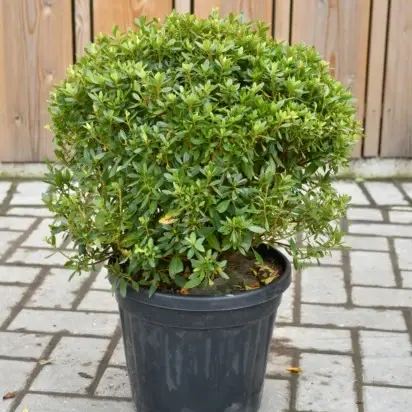 AZALEA 'Purple Splendour' - image 2