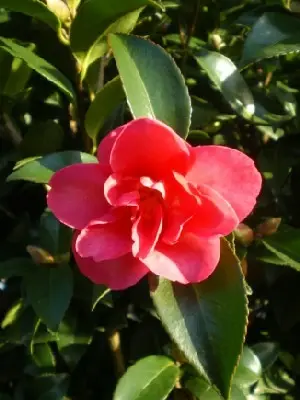 CAMELLIA sasanqua 'Kanjiro'