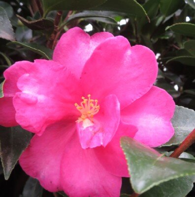 CAMELLIA sasanqua 'Kanjiro'