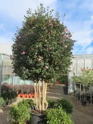 CAMELLIA sasanqua 'Cleopatra' - image 1