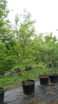 STYRAX japonicus