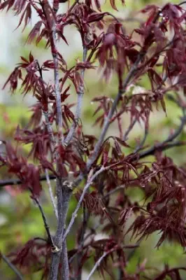 ACER palmatum 'Skeeters Broom' - image 2