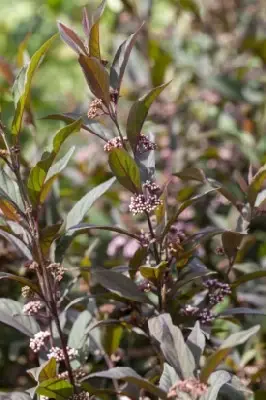 CALLICARPA 'Pearl Glam' - image 1