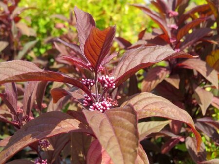 CALLICARPA 'Pearl Glam' - image 3
