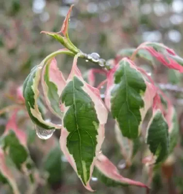 CORNUS alternifolia 'Argentea'