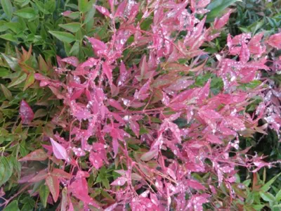 NANDINA domestica 'Obsessed' - image 2