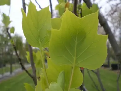 LIRIODENDRON tulipifera 'Fastigiatum'