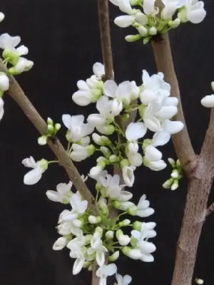 CERCIS chinensis 'Shirobana'