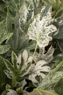 FATSIA japonica 'Spider's Web'