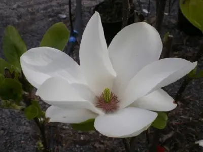 MAGNOLIA x soulangeana 'Alba Superba'