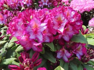 RHODODENDRON 'Pushy Purple'