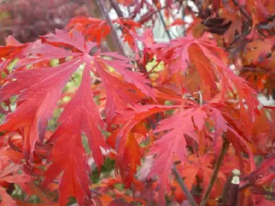 ACER japonicum 'Aconitifolium' - image 6