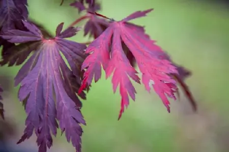 ACER japonicum 'Aconitifolium' - image 6