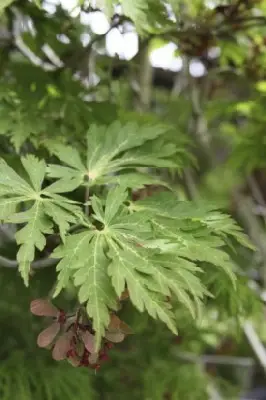 ACER japonicum 'Aconitifolium' - image 3